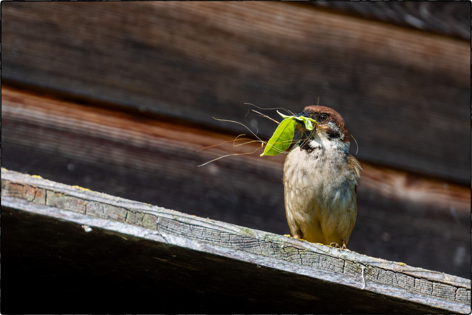 Feldsperling (Passer montanus - Eurasian tree sparrow)
