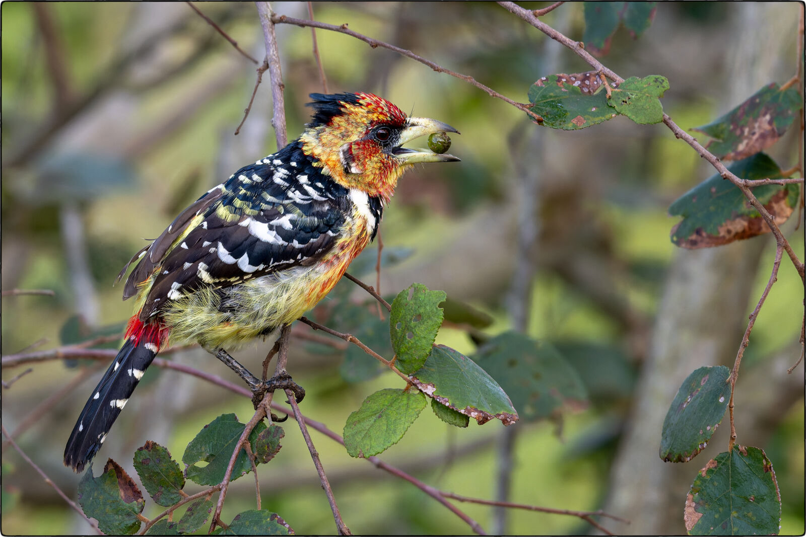 Hauben-Bartvogel (Trachyphonus vaillantii - Crested barbet)
