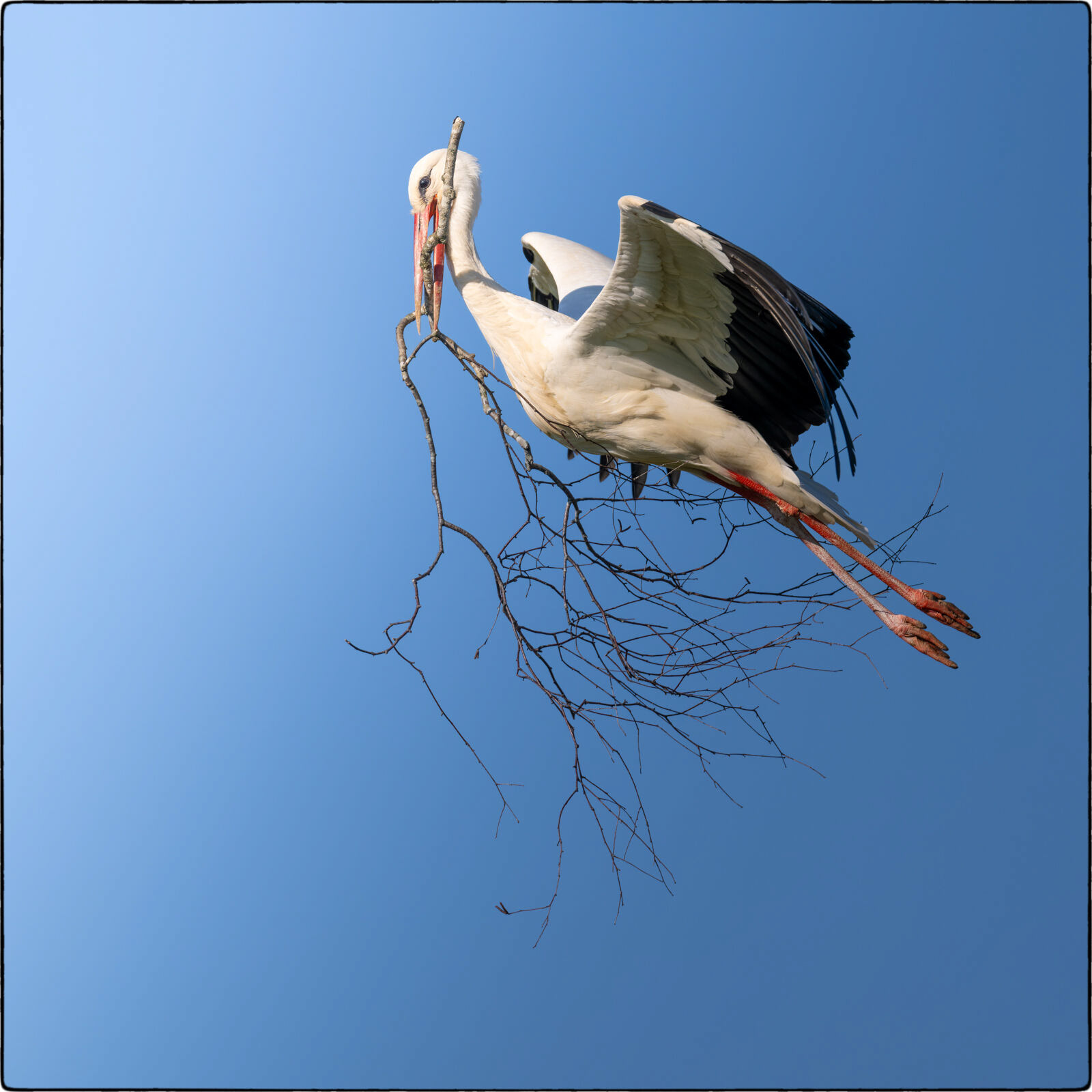 Weissstorch (Ciconia ciconia - White stork)