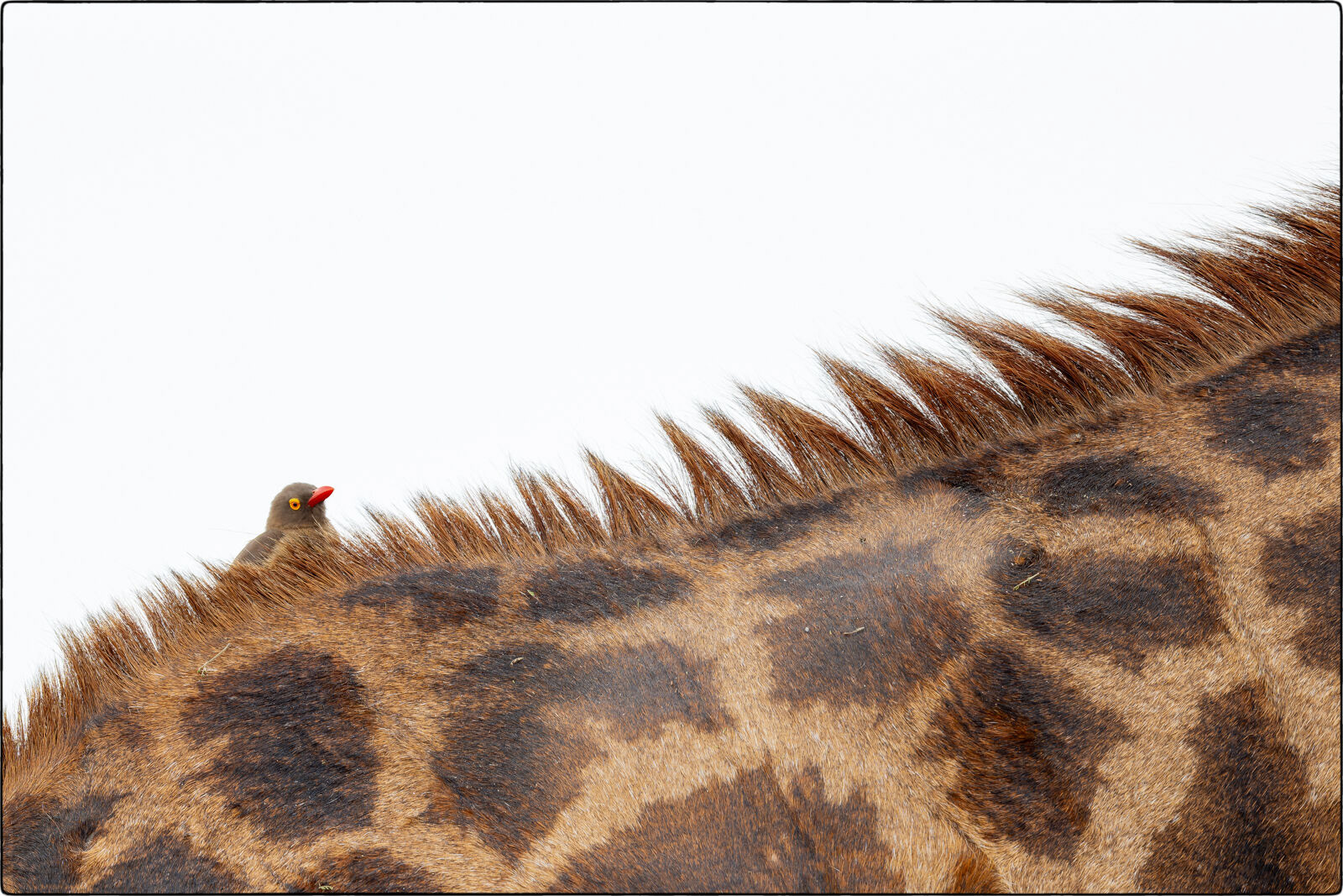 Rotschnabel-Madenhacker (Buphagus erythrorhynchus - Red-billed oxpecker)