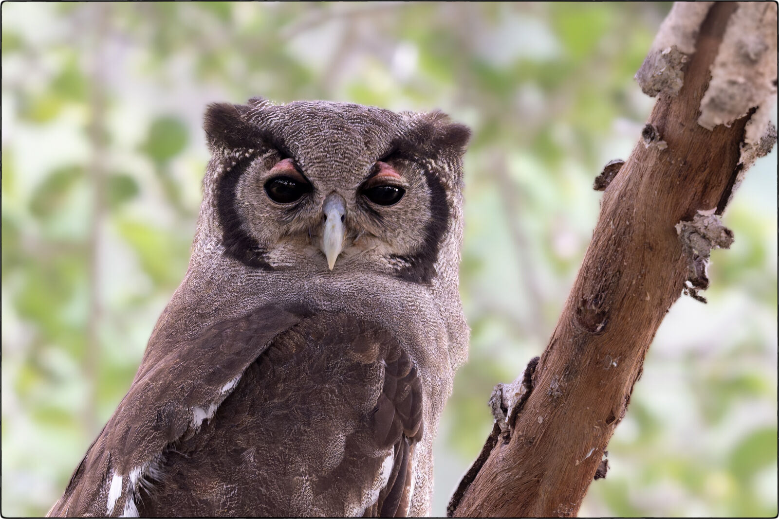 Milchuhu (Bubo lacteus - Verreaux's eagle-owl)