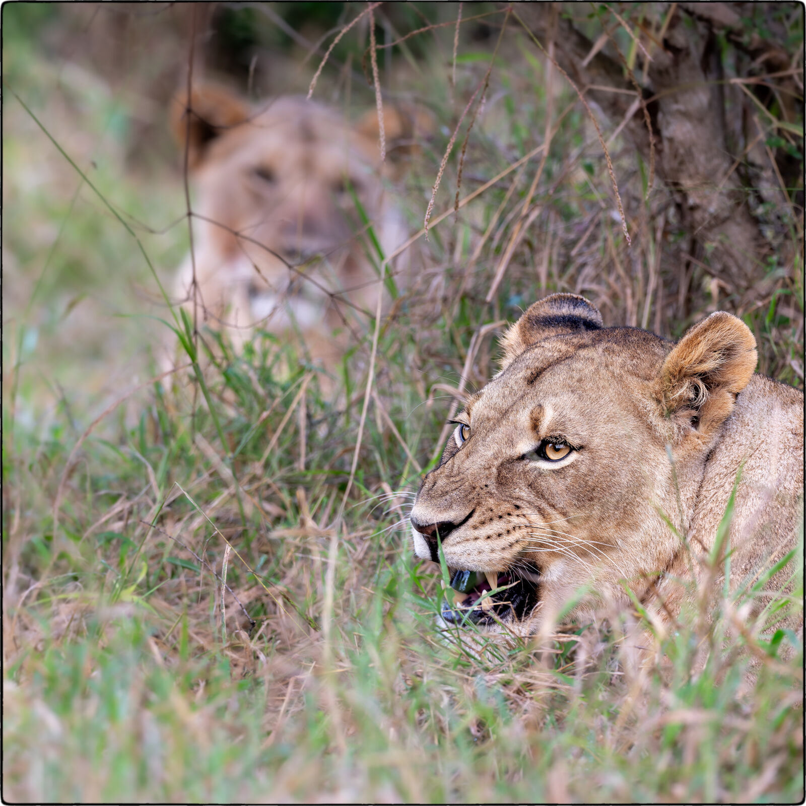 Löwe des südlichen Afrika (Panthera leo melanochaita - Lion of southern Africa)