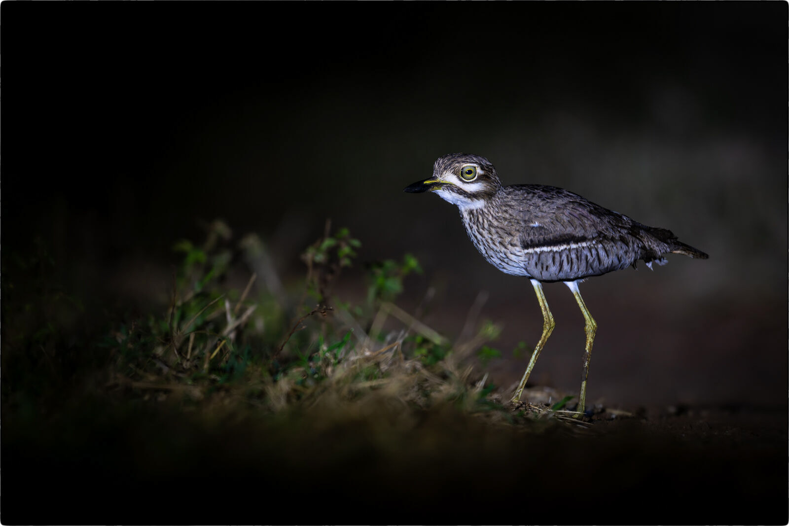 Wassertriel (Burhinus vermiculatus - Water thick-knee)