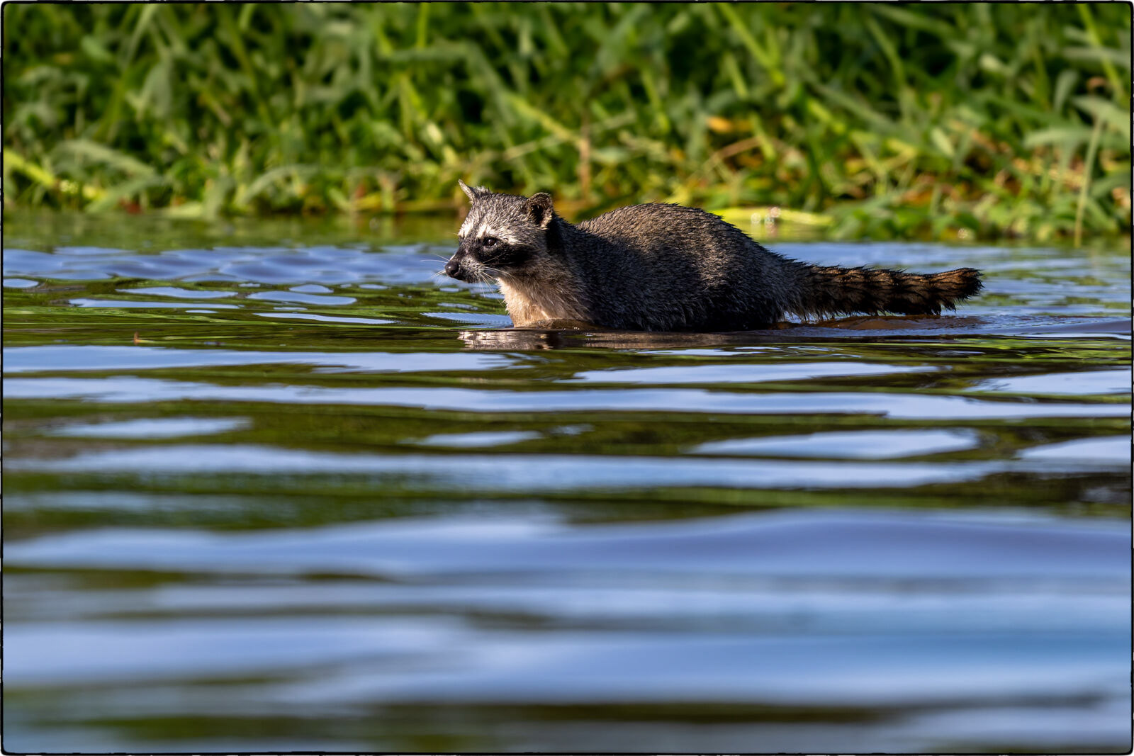 Nordamerikanischer Waschbär (Procyon lotor - North American raccoon) 