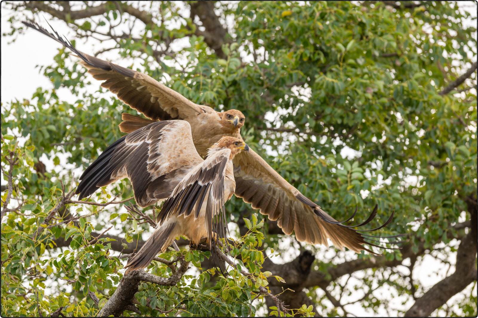 Raubadler (Aquila rapax - Tawny eagle)