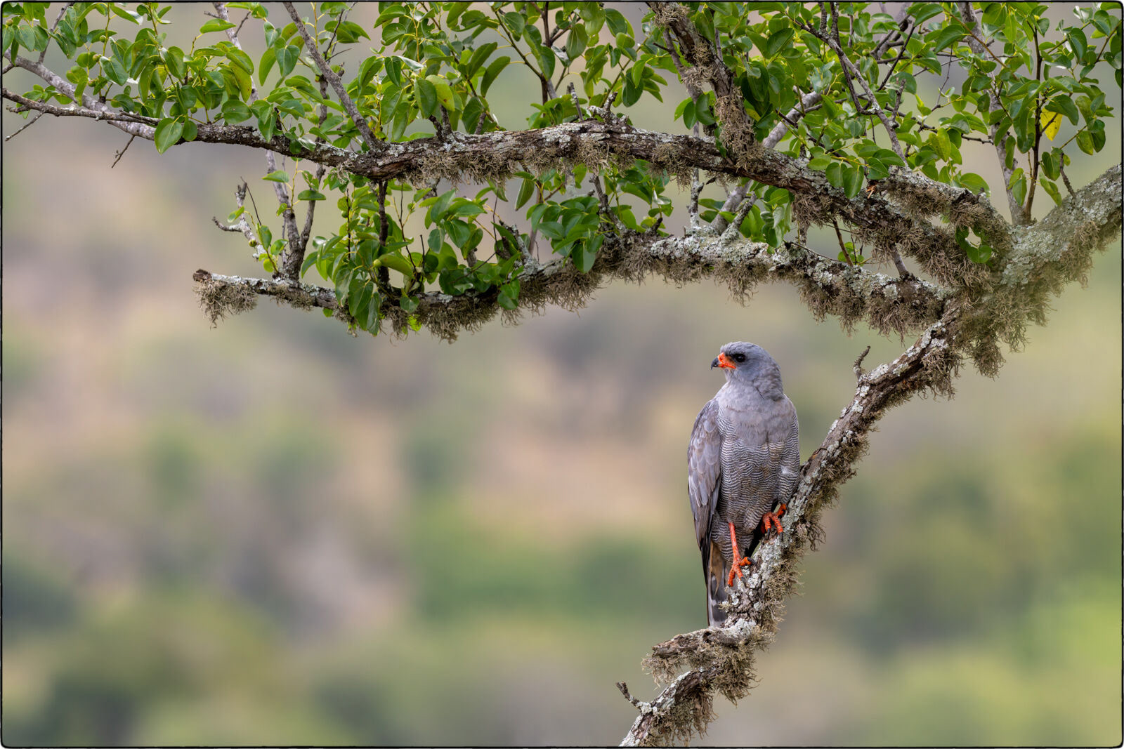 Graubürzel-Singhabicht (Melierax metabates - Dark chanting goshawk)