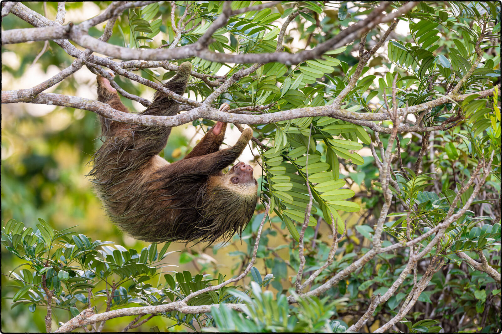 Hoffmann-Zweifingerfaultier (Choloepus hoffmanni - Hoffmann's two-toed sloth)