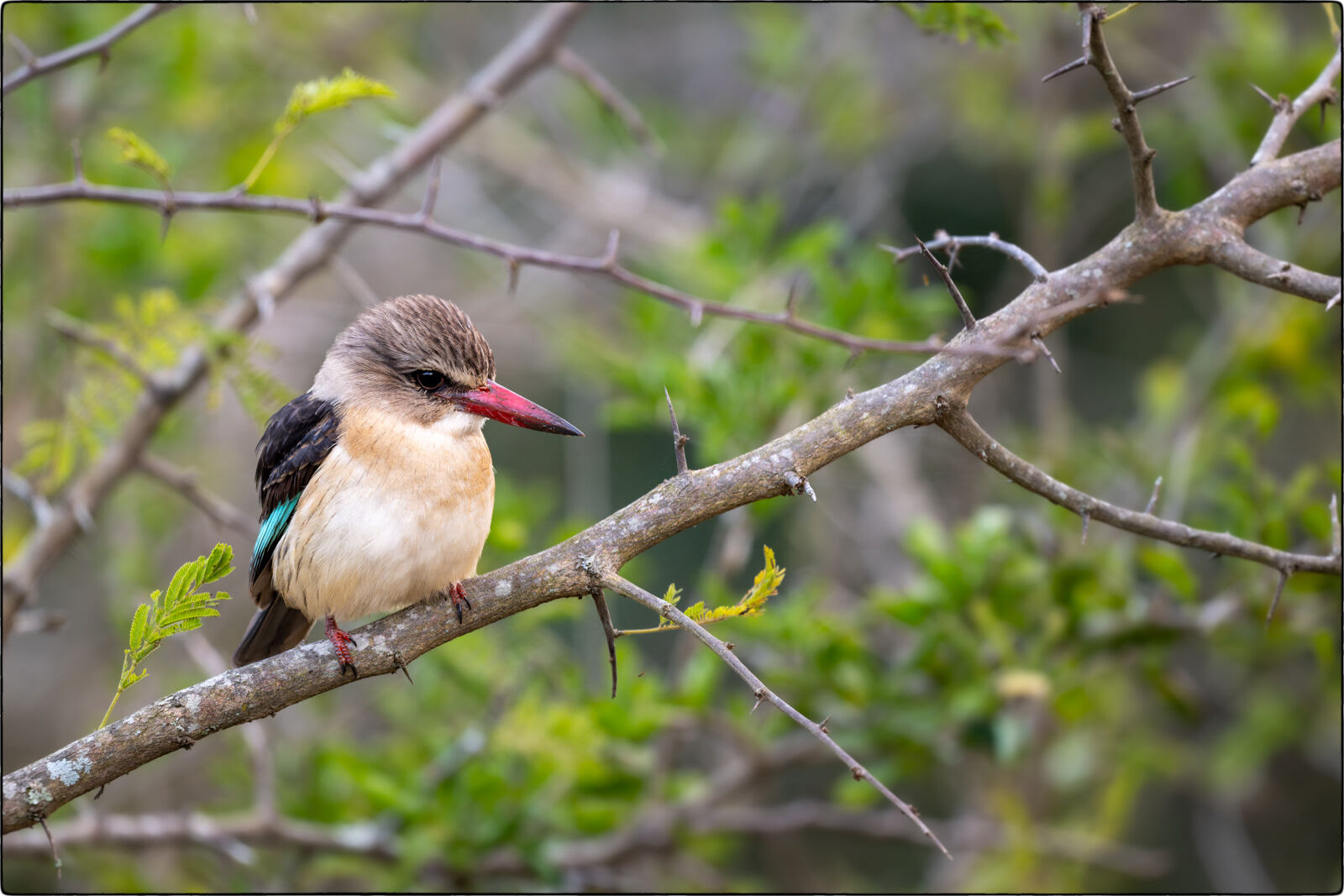 Braunkopfliest (Halcyon albiventris - Brown-hooded kingfisher)