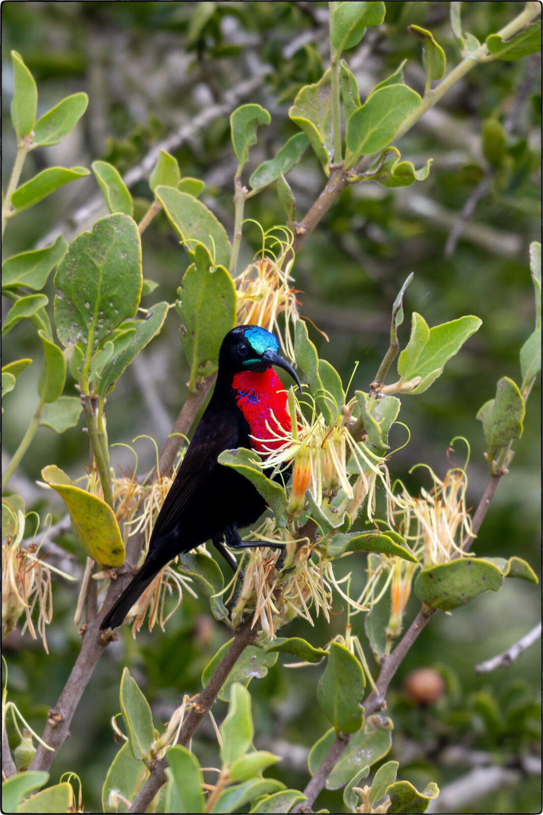 Rotbrust-Glanzköpfchen (Chalcomitra senegalensis - Scarlet-chested sunbird)