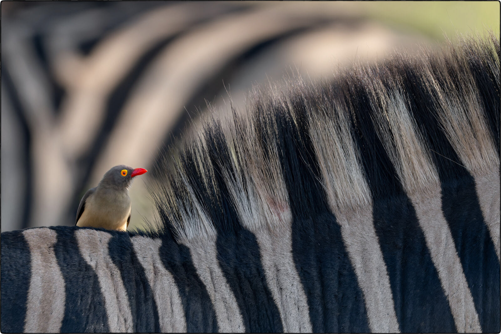 Rotschnabel-Madenhacker (Buphagus erythrorhynchus - Red-billed oxpecker)