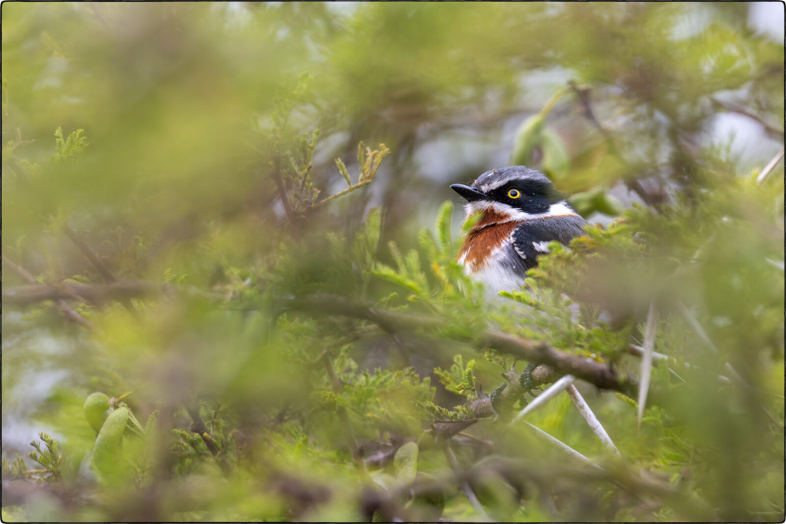 Weissflankenschnäpper (Batis molitor - Chinspot batis)