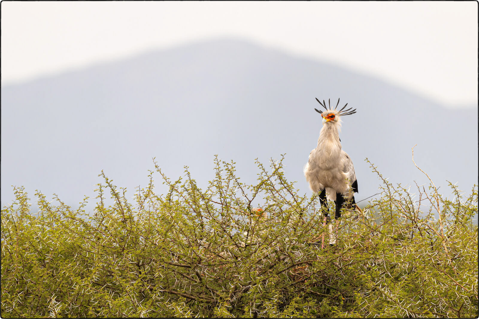 Sekretär (Sagittarius serpentarius - Secretarybird)