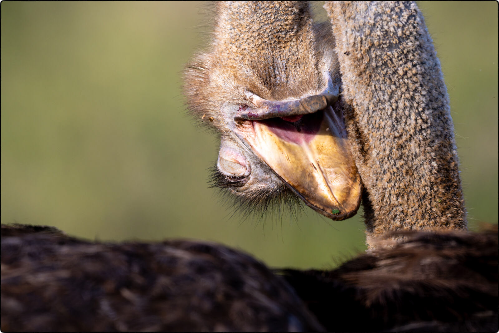 Südafrikanischer Strauss (Struthio camelus australis - South African ostrich)