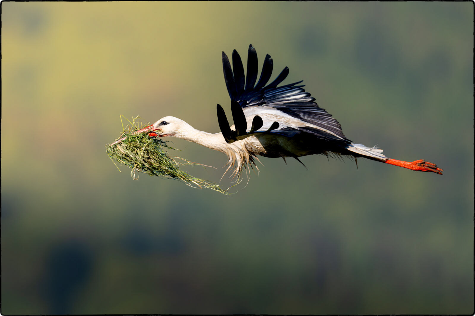 Weissstorch (Ciconia ciconia - White stork)