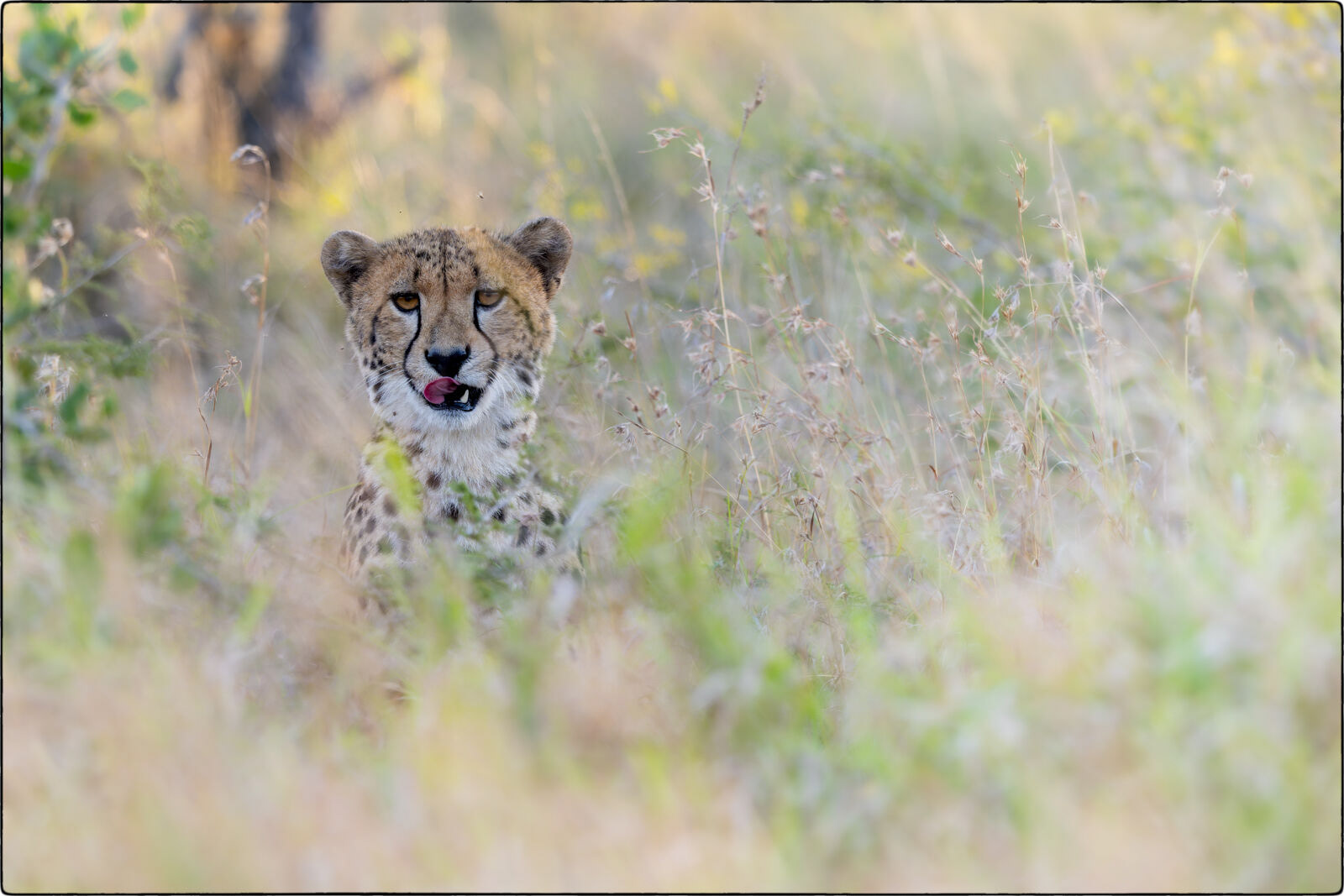 Südostafrikanischer Gepard (Acinonyx jubatus jubatus - Southeast African cheetah)