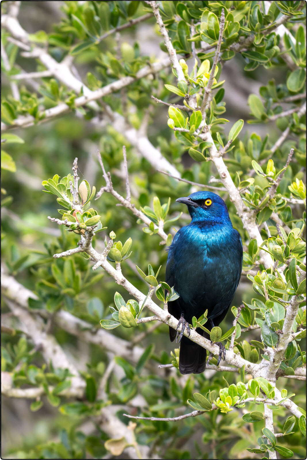Rotschulter-Glanzstar (Lamprotornis nitens - Cape starling)