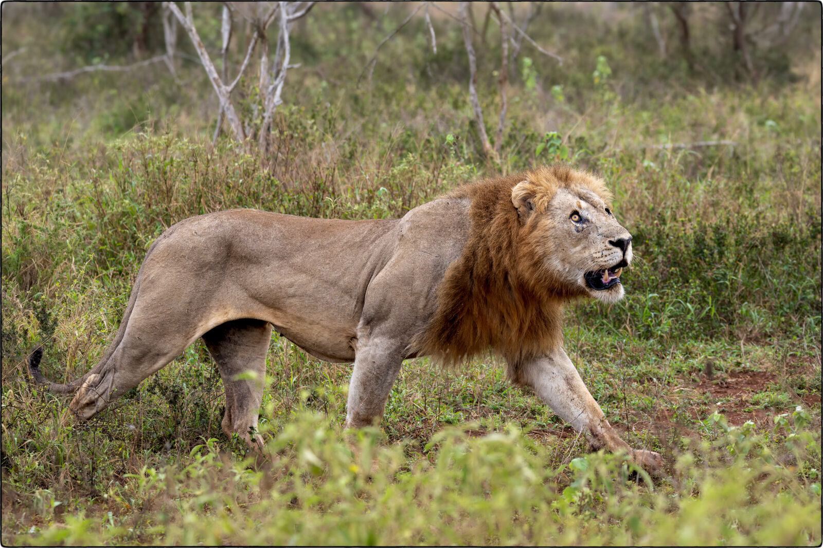 Löwe des südlichen Afrika (Panthera leo melanochaita - Lion of southern Africa)