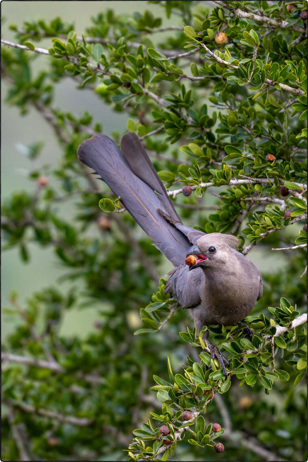 Grauer Lärmvogel (Corythaixoides concolor - Grey go-away-bird)