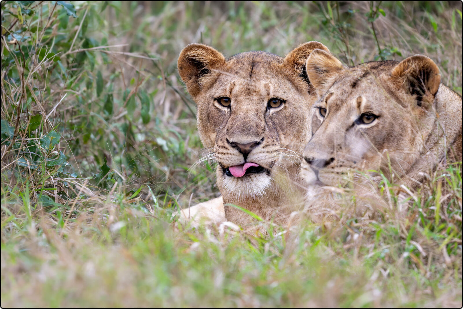 Löwe des südlichen Afrika (Panthera leo melanochaita - Lion of southern Africa)