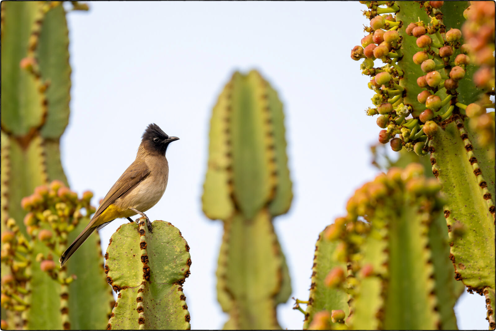 Dreifarbbülbül (Pycnonotus tricolor - Dark-capped bulbul)