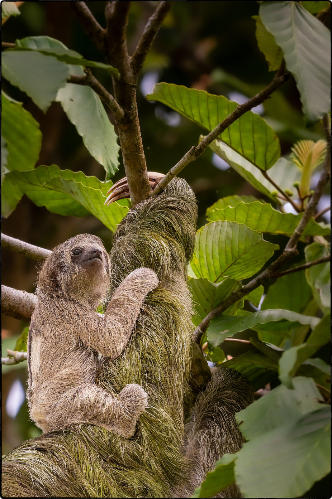 Braunkehl-Faultier (Bradypus variegatus - Brown-throated sloth)