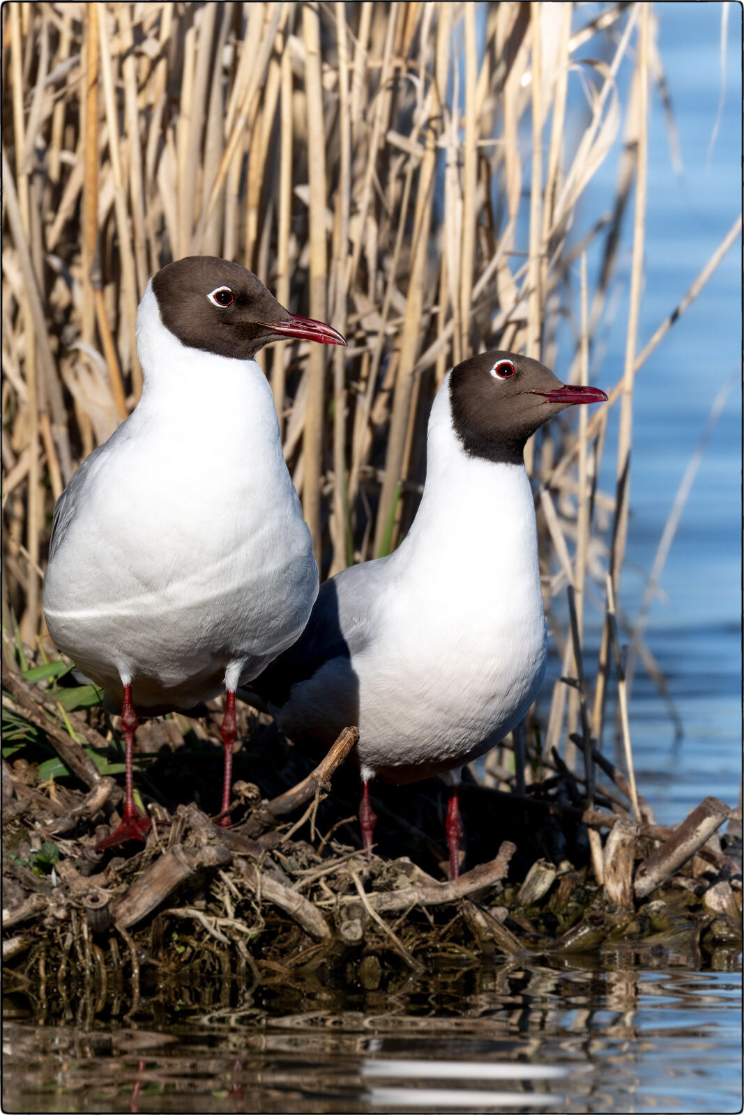 Lachmöwe (Chroicocephalus ridibundus - Black-headed gull)