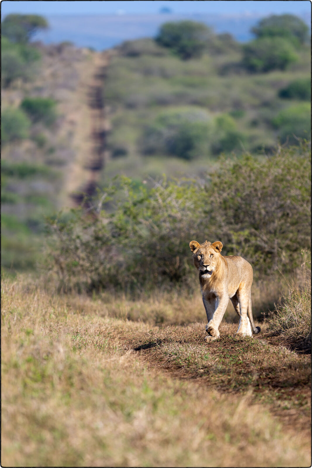 Löwe des südlichen Afrika (Panthera leo melanochaita - Lion of southern Africa)