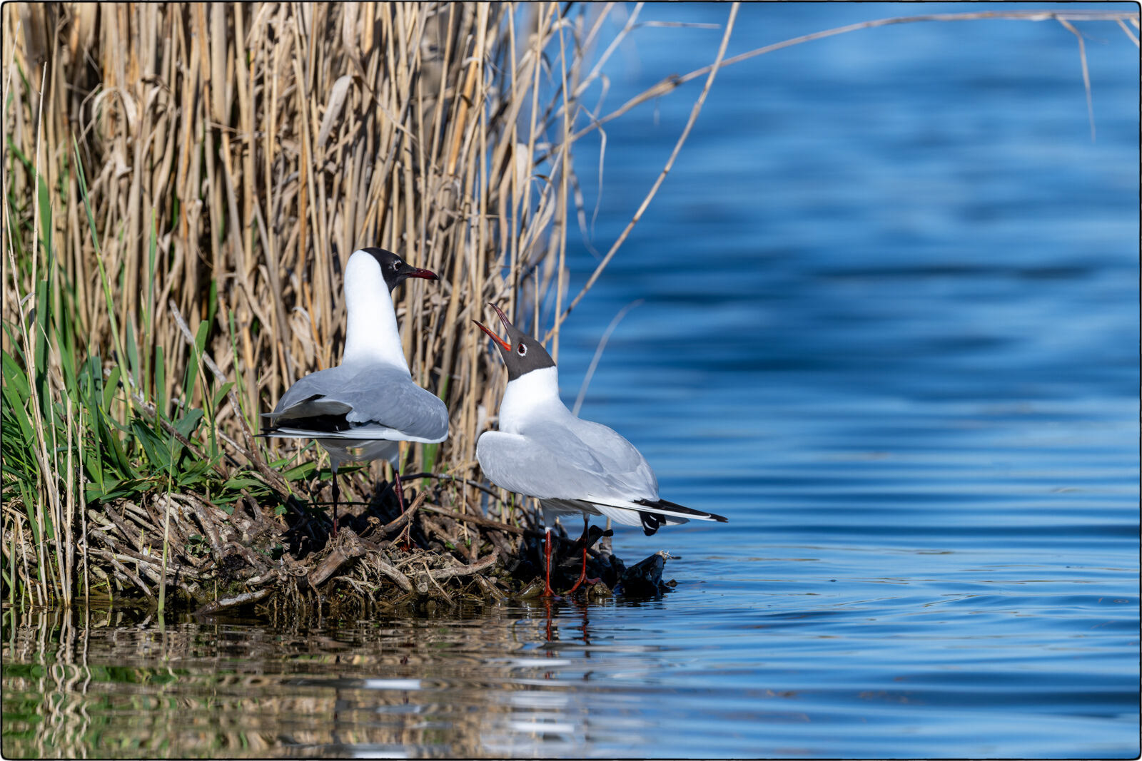 Lachmöwe (Chroicocephalus ridibundus - Black-headed gull)