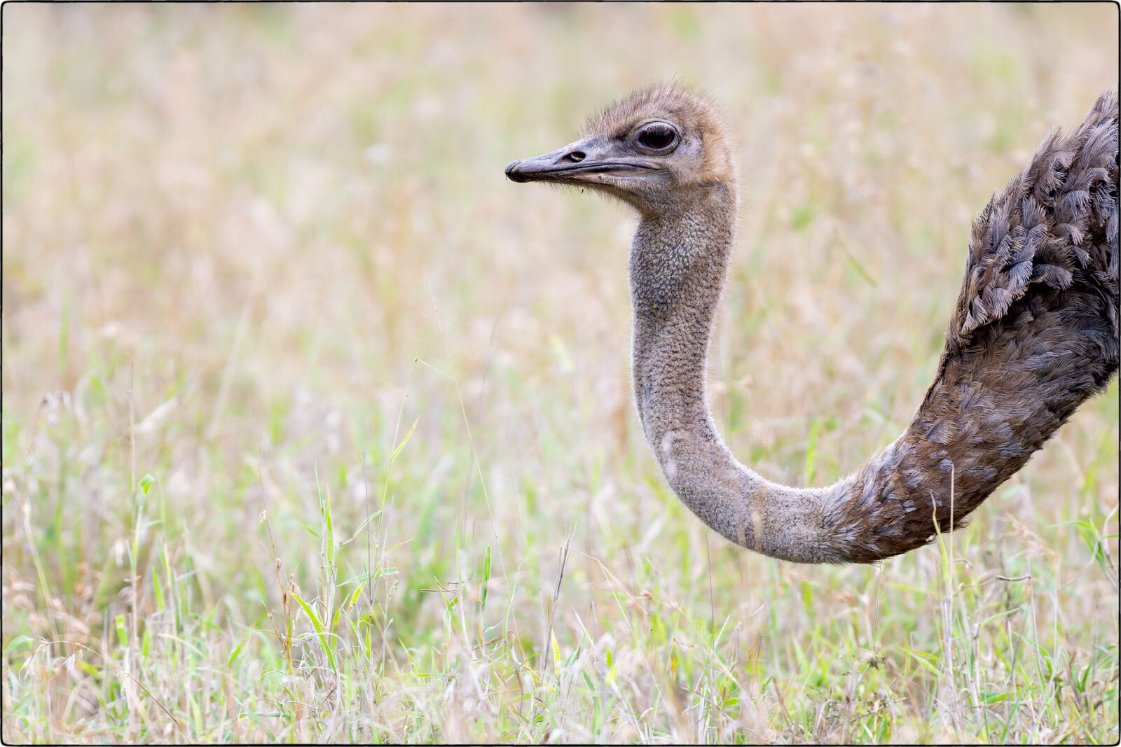 Südafrikanischer Strauss (Struthio camelus australis - South African ostrich)