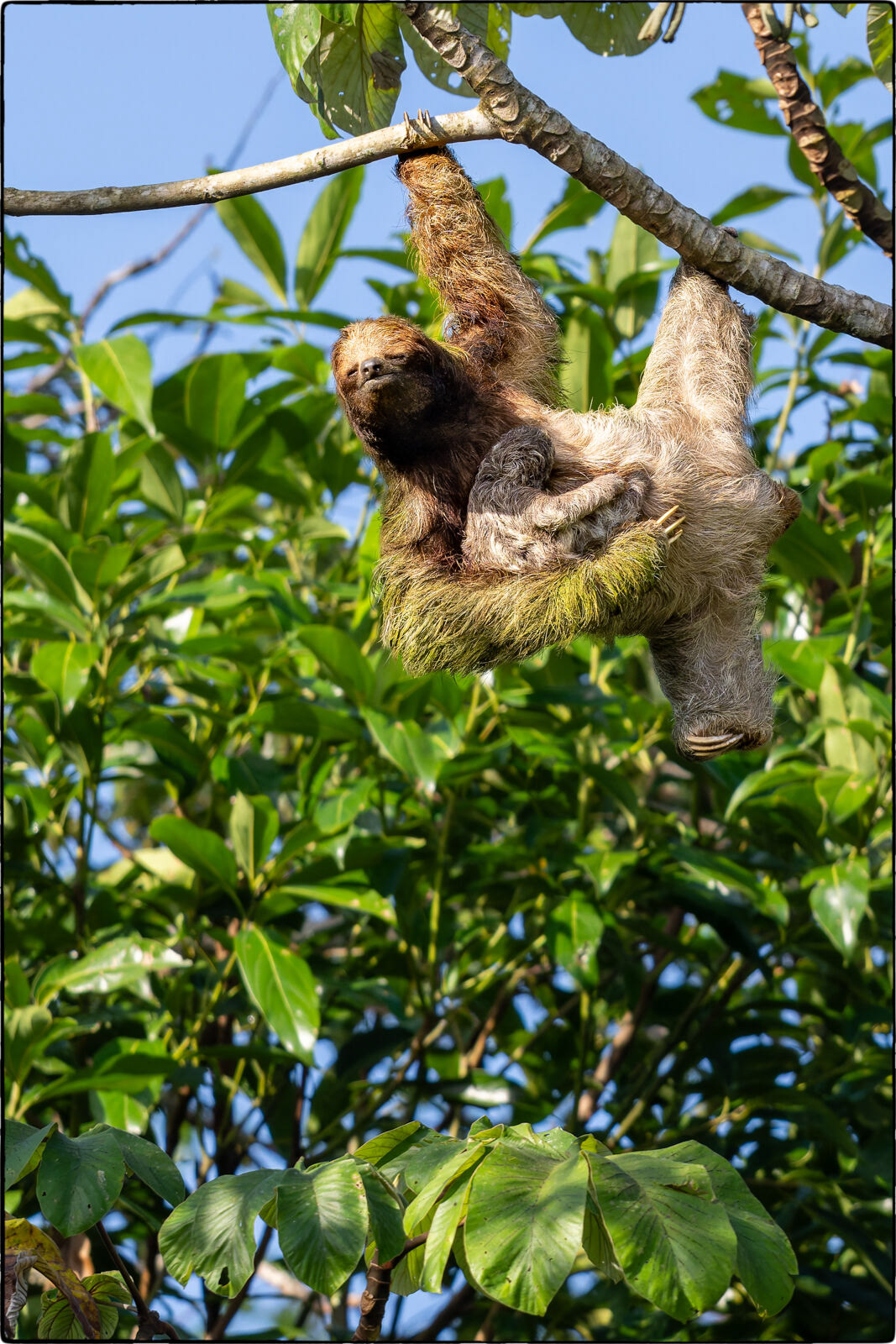 Braunkehl-Faultier (Bradypus variegatus - Brown-throated sloth)