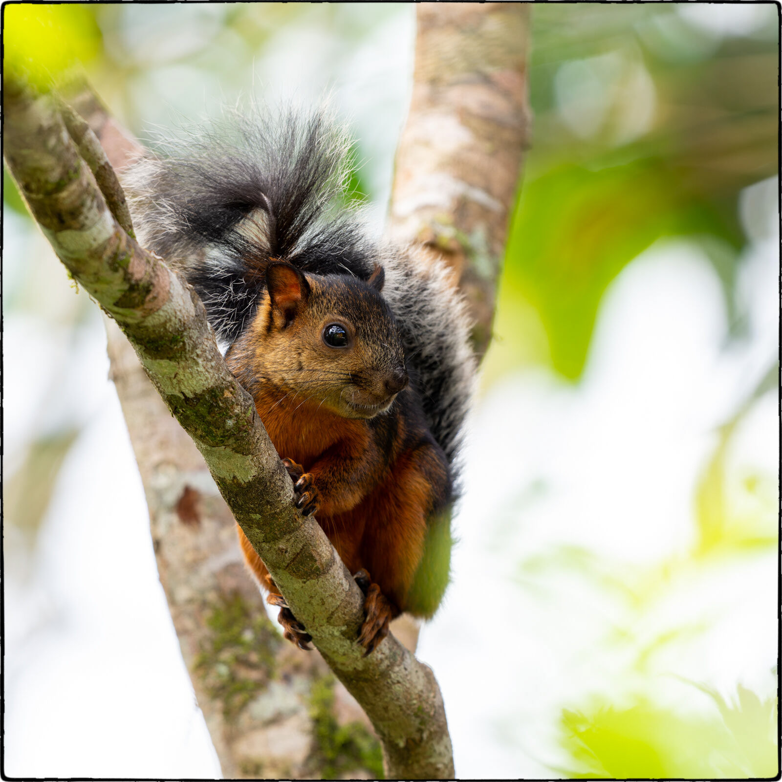 Bunthörnchen (Sciurus variegatoides - Variegated squirrel)