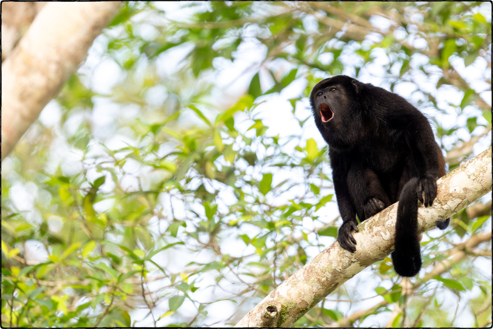Mantelbrüllaffe (Alouatta palliata - Mantled howler)