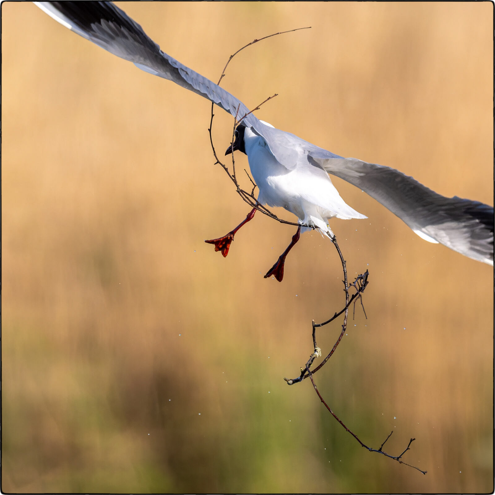 Lachmöwe (Chroicocephalus ridibundus - Black-headed gull)