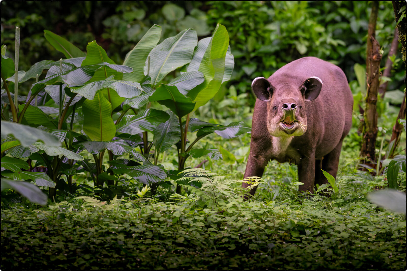 Mittelamerikanischer Tapir (Tapirus bairdii - Baird's tapir) 