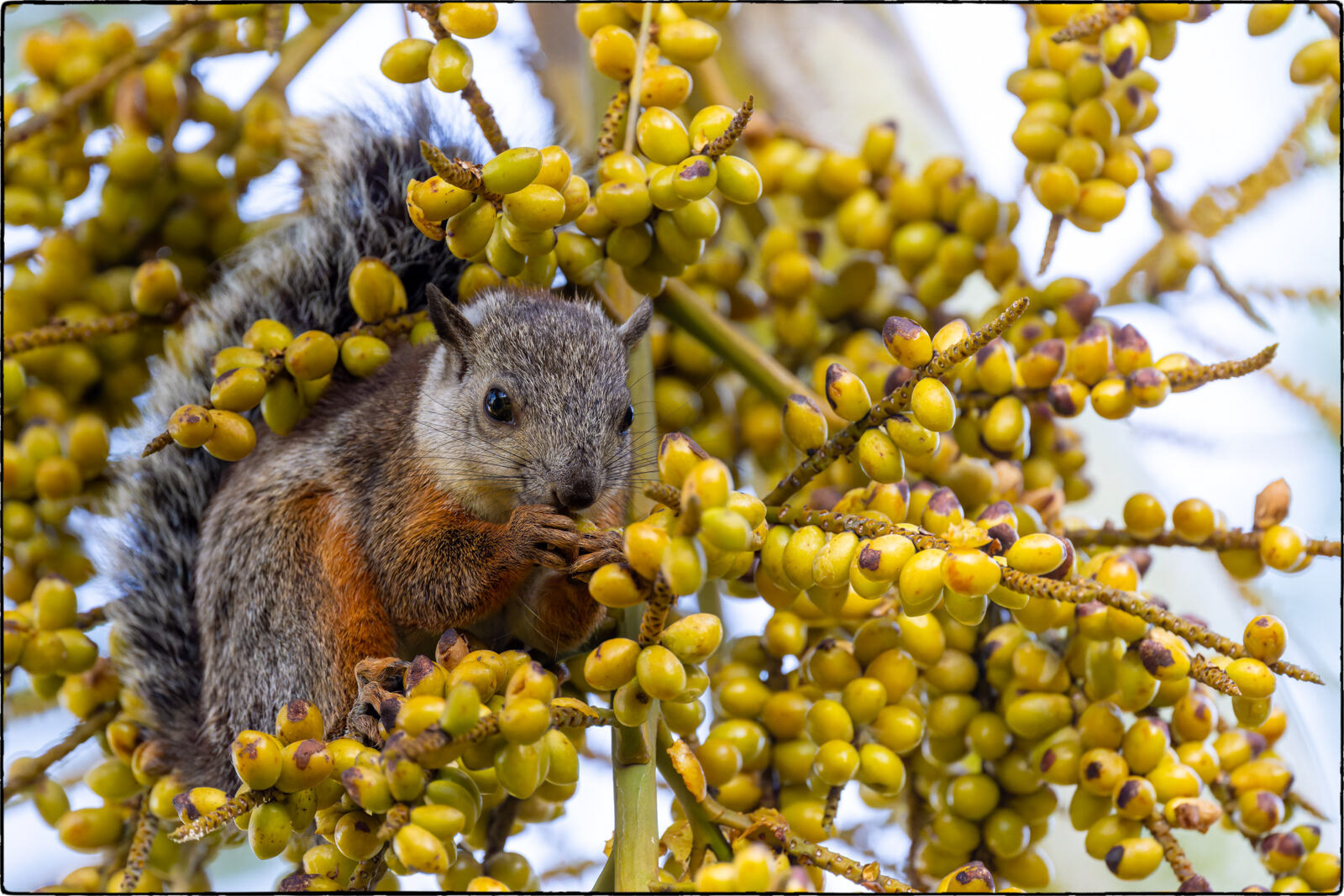 Bunthörnchen (Sciurus variegatoides - Variegated squirrel)