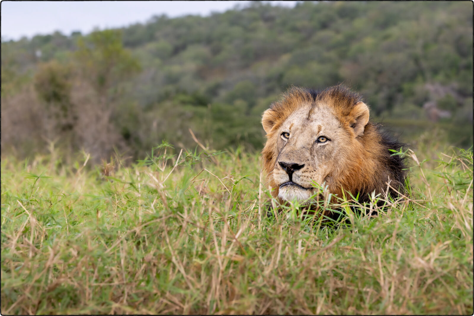 Löwe des südlichen Afrika (Panthera leo melanochaita - Lion of southern Africa)