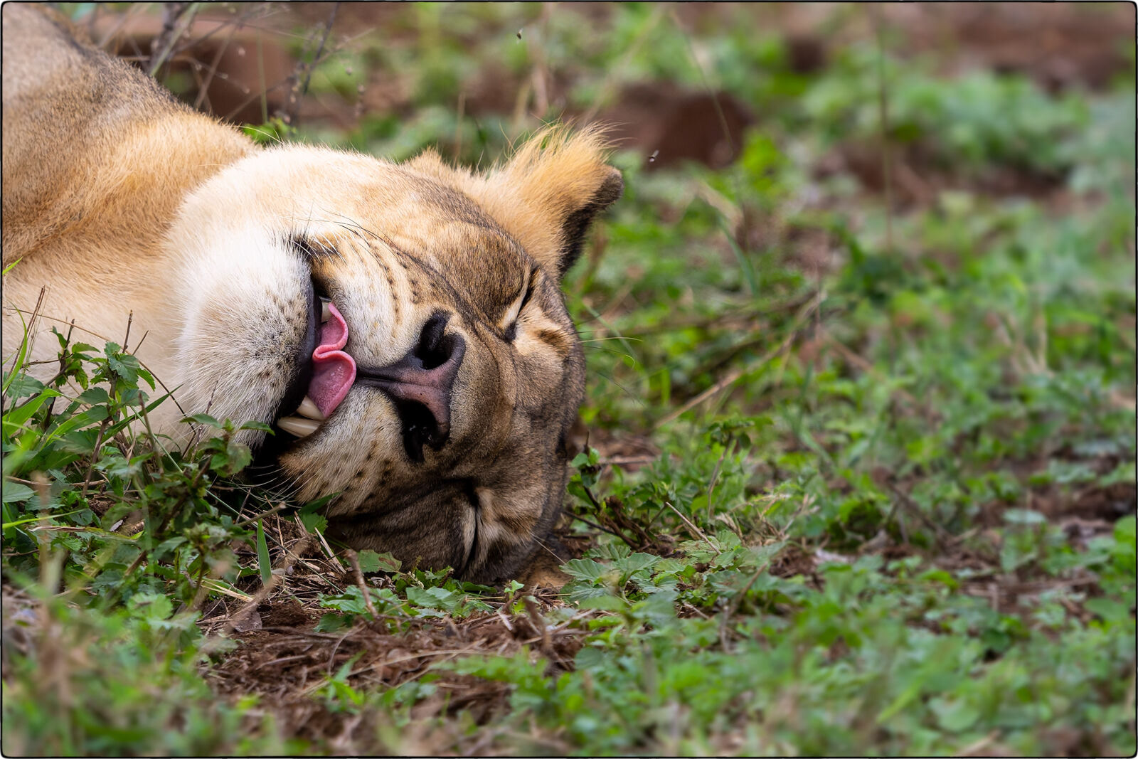 Löwe des südlichen Afrika (Panthera leo melanochaita - Lion of southern Africa)