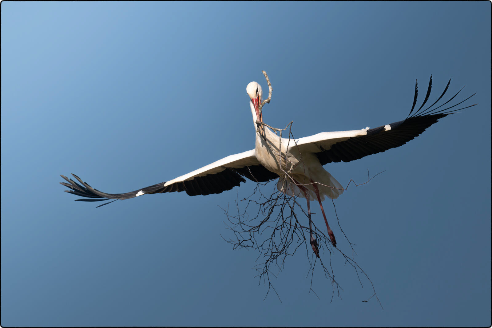 Weissstorch (Ciconia ciconia - White stork)