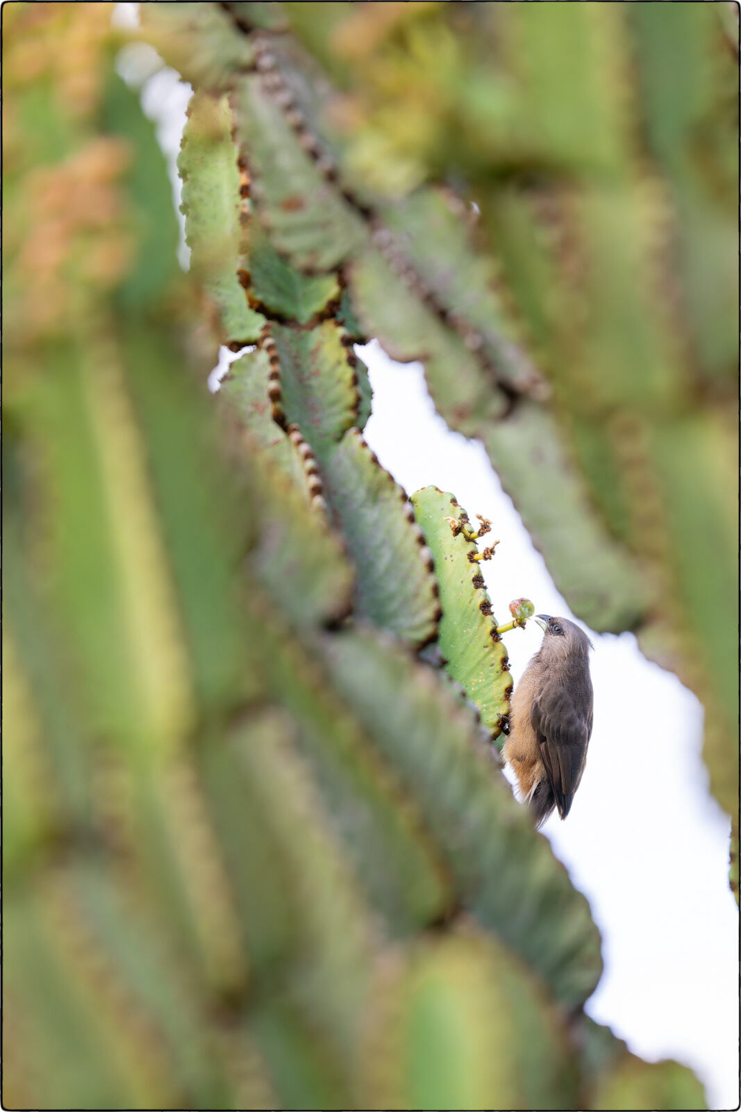Braunflügel-Mausvogel (Colius striatus - Speckled mousebird)