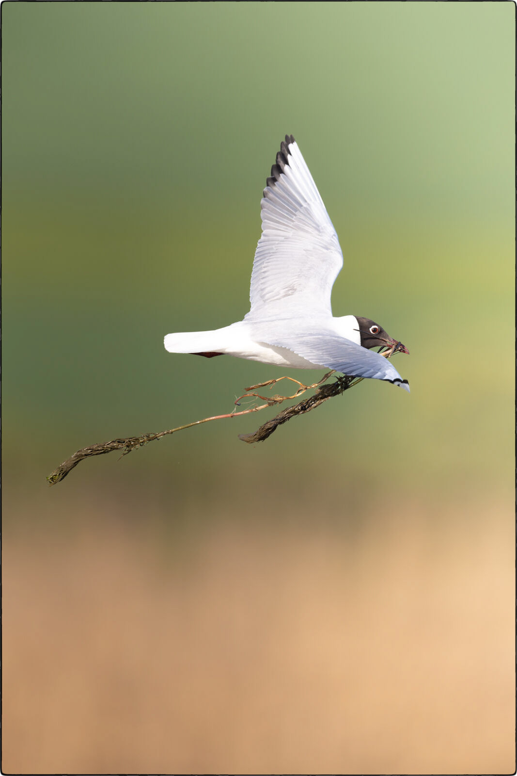 Lachmöwe (Chroicocephalus ridibundus - Black-headed gull)