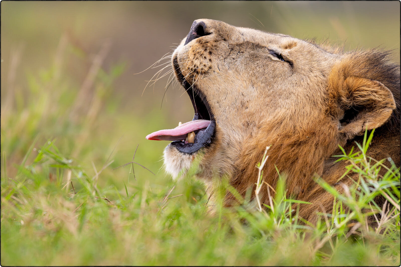 Löwe des südlichen Afrika (Panthera leo melanochaita - Lion of southern Africa)