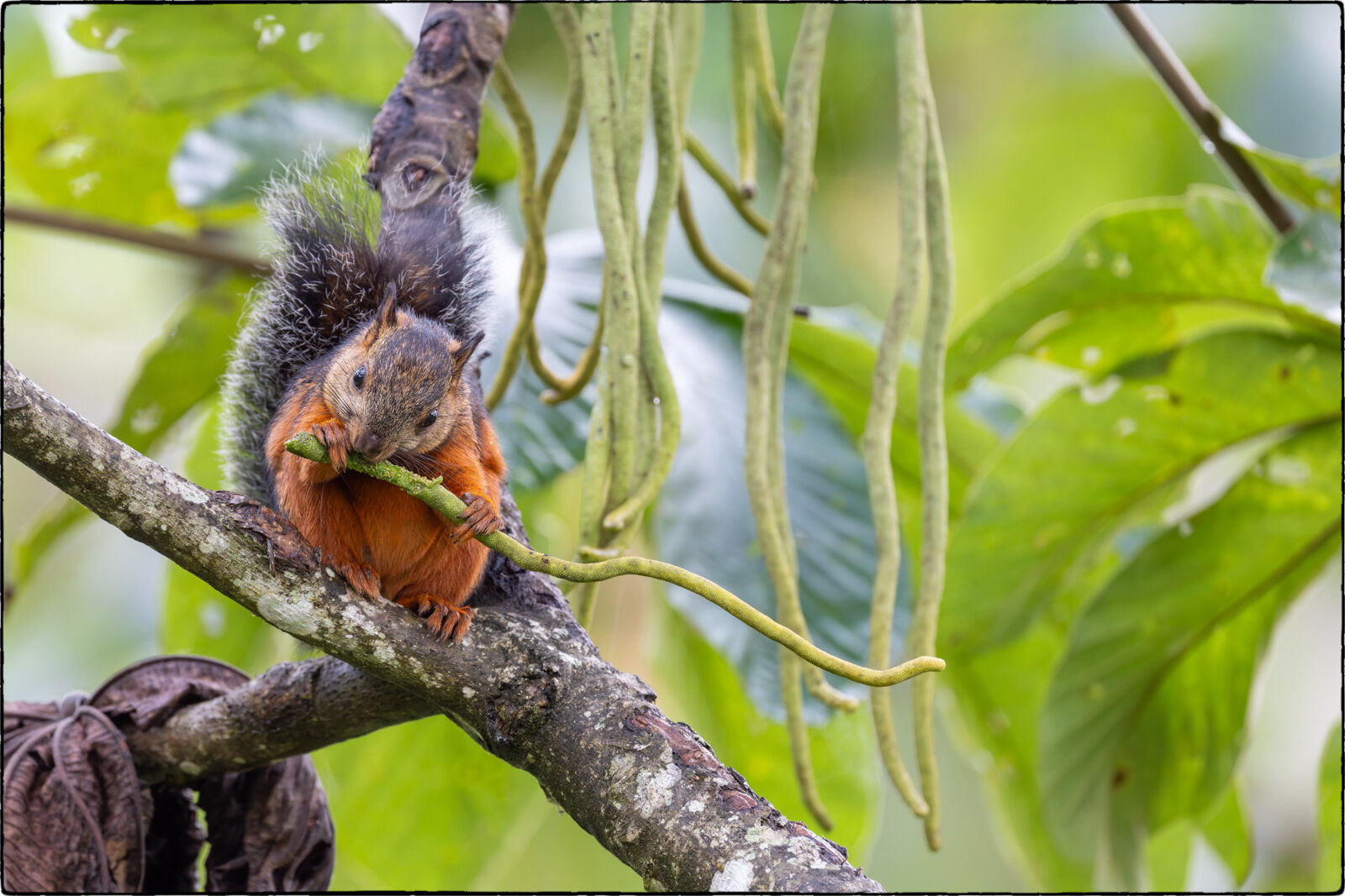 Bunthörnchen (Sciurus variegatoides - Variegated squirrel)