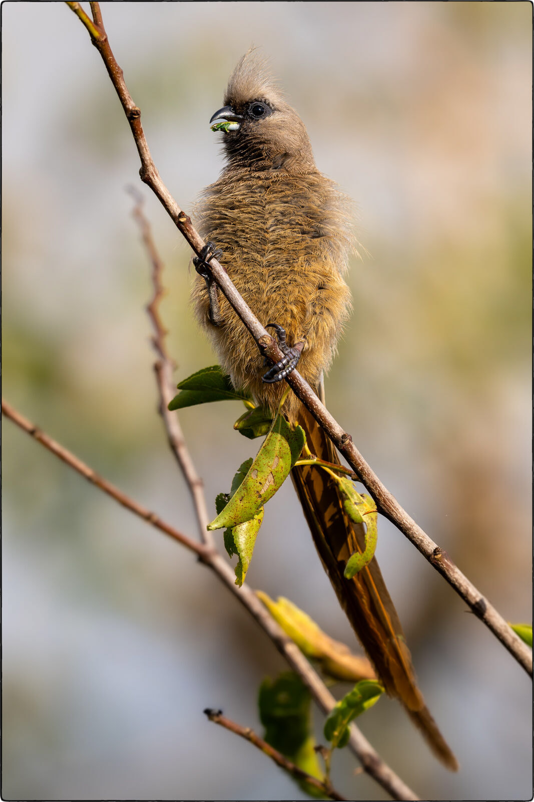 Braunflügel-Mausvogel (Colius striatus - Speckled mousebird)