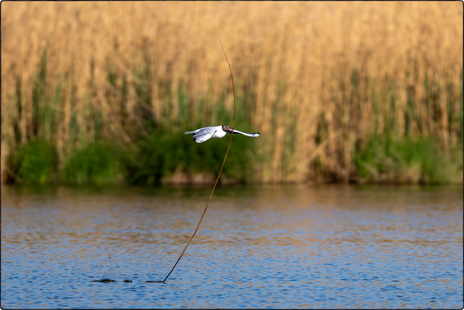 Lachmöwe (Chroicocephalus ridibundus - Black-headed gull)