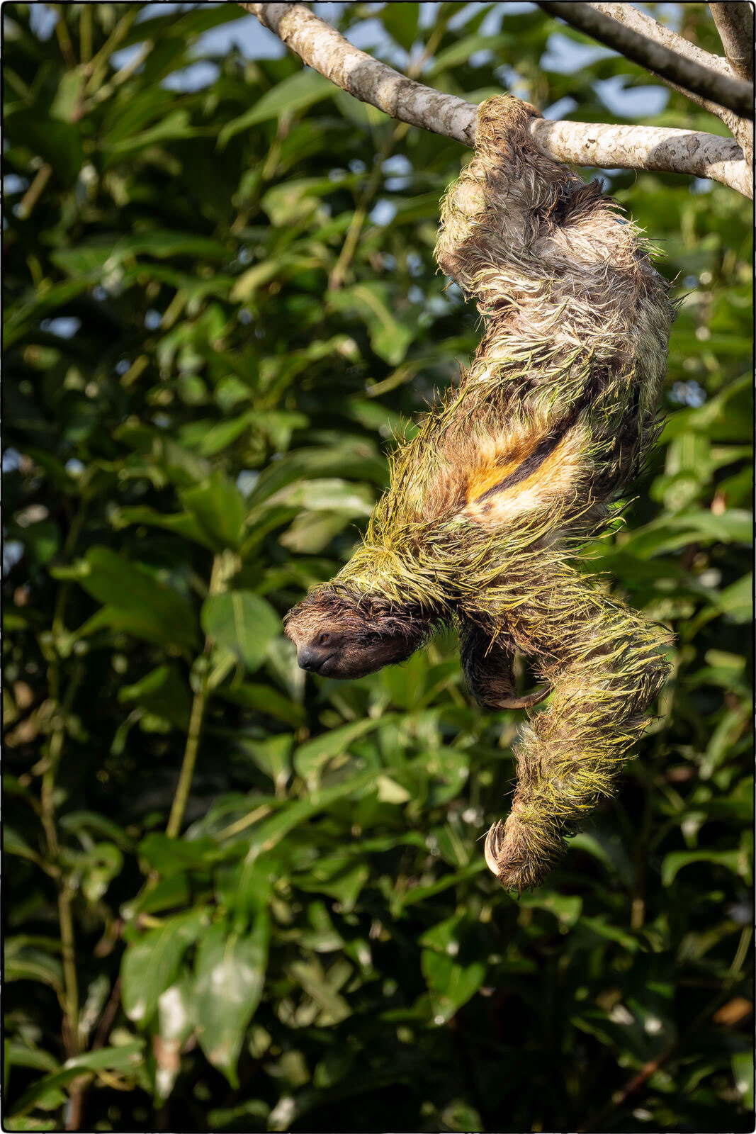 Braunkehl-Faultier (Bradypus variegatus - Brown-throated sloth)