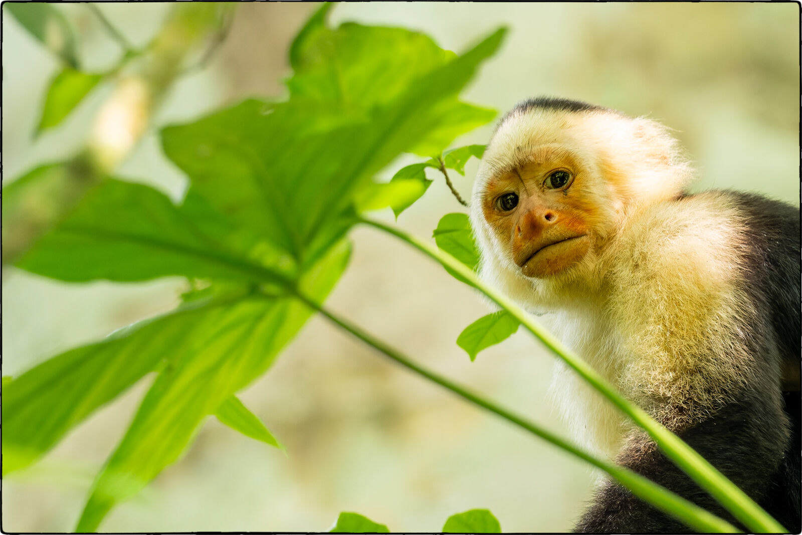 Panama-Kapuzineraffe (Cebus imitator - Panamanian white-faced capuchin) 
