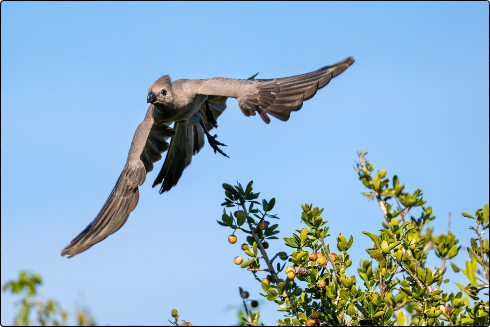 Grauer Lärmvogel (Corythaixoides concolor - Grey go-away-bird)