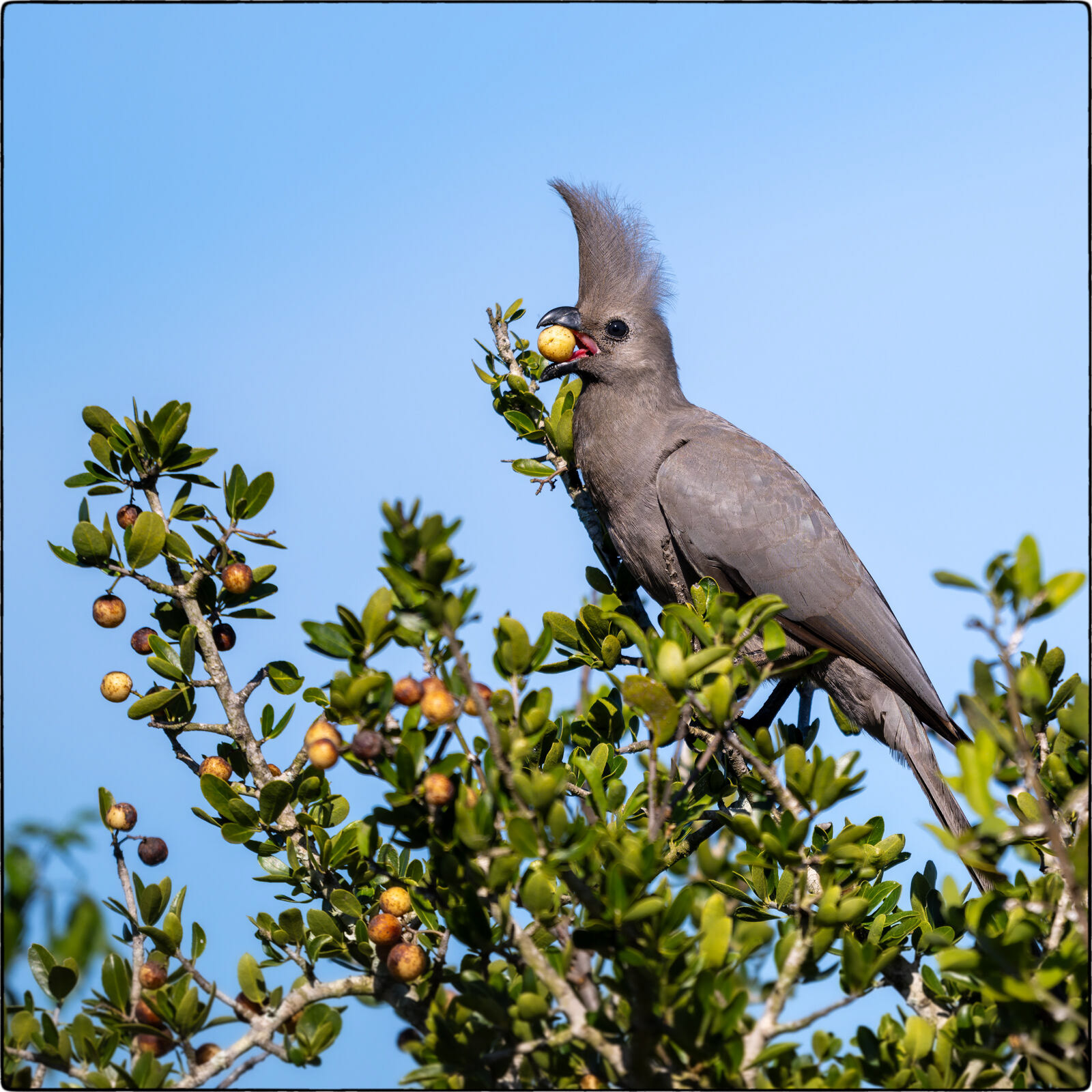 Grauer Lärmvogel (Corythaixoides concolor - Grey go-away-bird)