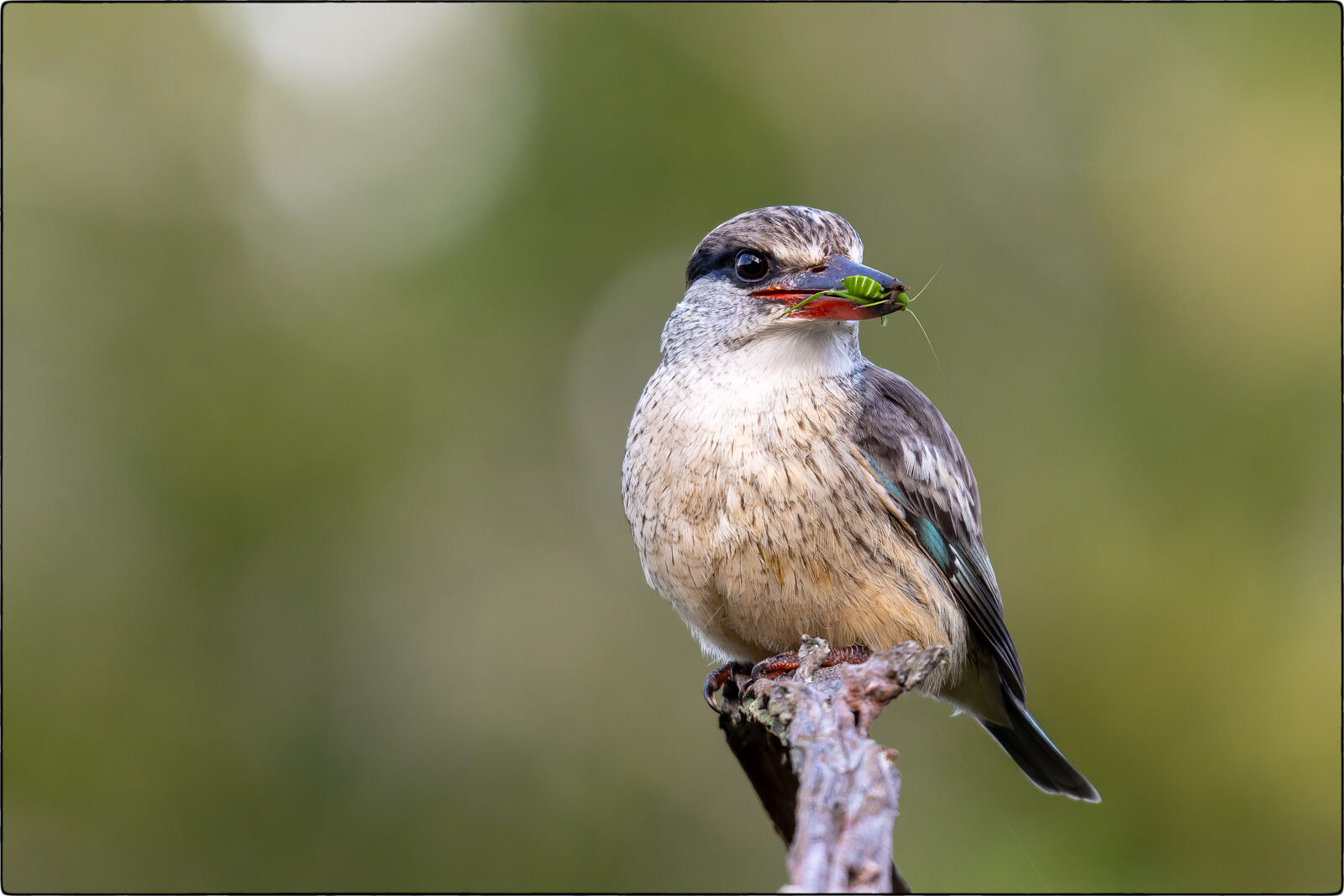 Streifenliest (Halcyon chelicuti - Striped kingfisher)