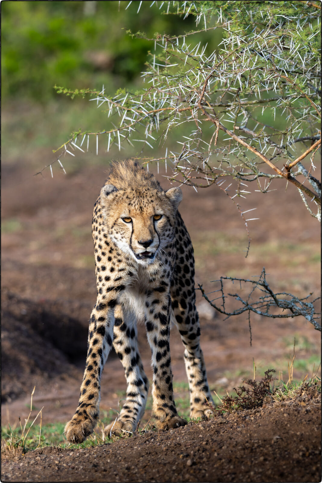 Südostafrikanischer Gepard (Acinonyx jubatus jubatus - Southeast African cheetah)